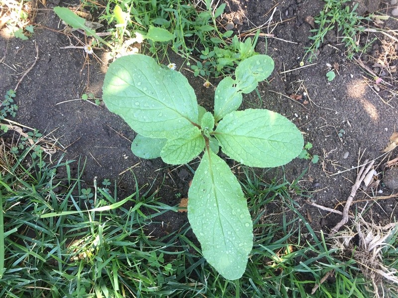 What weed? is this? (with pic) Yard_w10