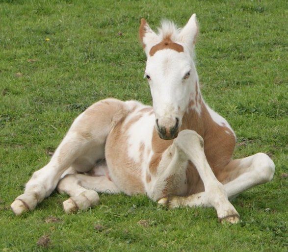 Arlequin - Arlequin - paint horse (é) Ph_pou10