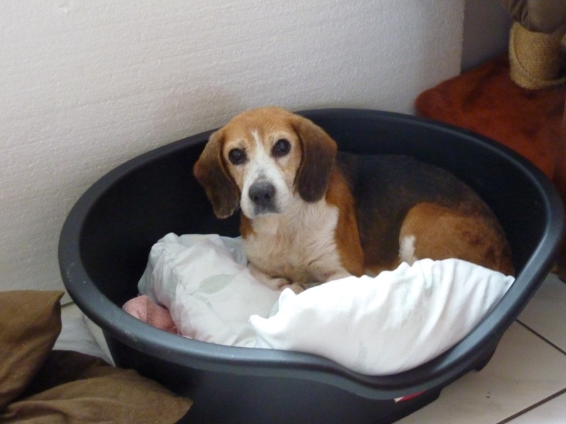 GARANCE - beagle 7 ans - Asso Orfee - en fa (85) Garanc23