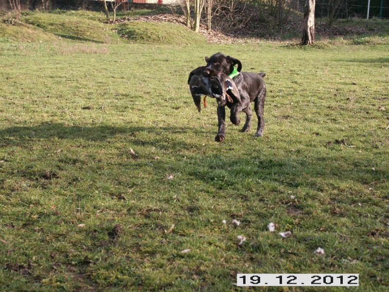 A vendre Chiots Mâles DRAHTHAAR Pict0014