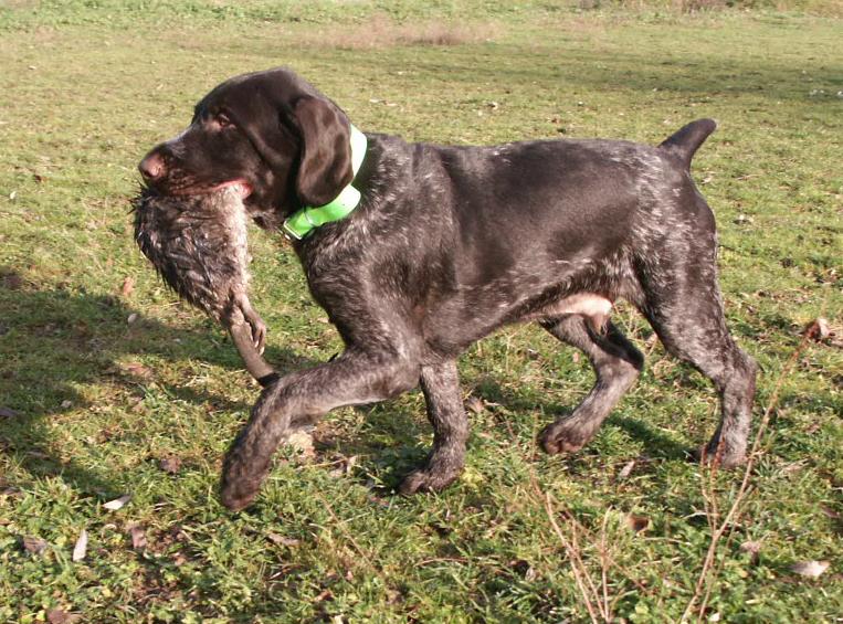 A vendre Chiots Mâles DRAHTHAAR
