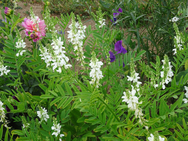 ces quelques fleurs de nos jardins - Page 4 Galega10