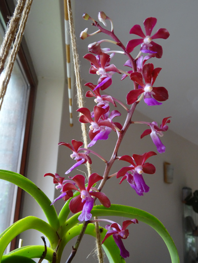 orchidées - floraisons du moment 2017 - Page 3 Vanda_11