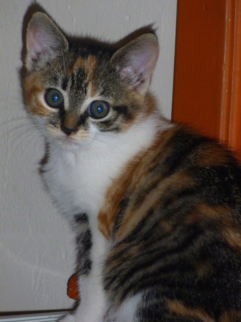 FLAMBY, adorable chatonne tricolore de deux mois et demi P1040220