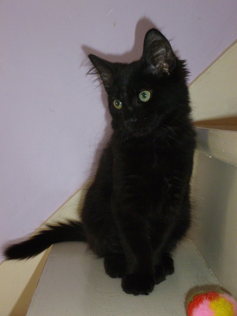 BURTON, adorable petit chaton mâle de deux mois et demi, noir poils mi longs P1040328