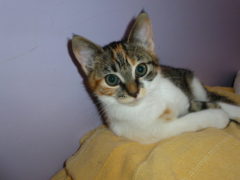 FLAMBY, adorable chatonne tricolore de deux mois et demi P1040332