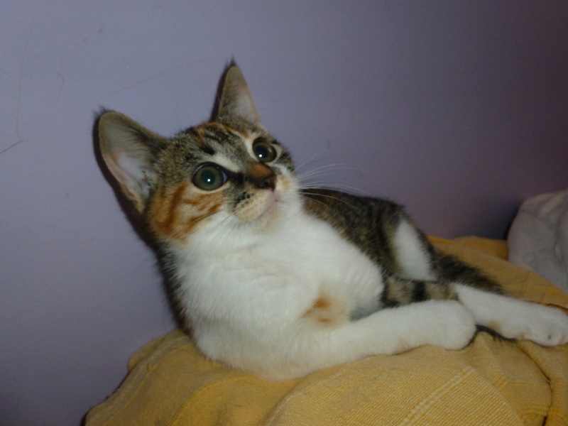 FLAMBY, adorable chatonne tricolore de deux mois et demi P1040334