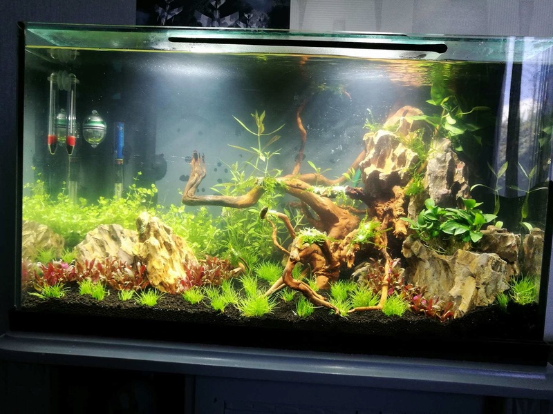 50L aquascape 19495710