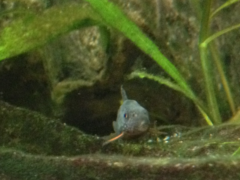 Corydoras malade ? Img_0911