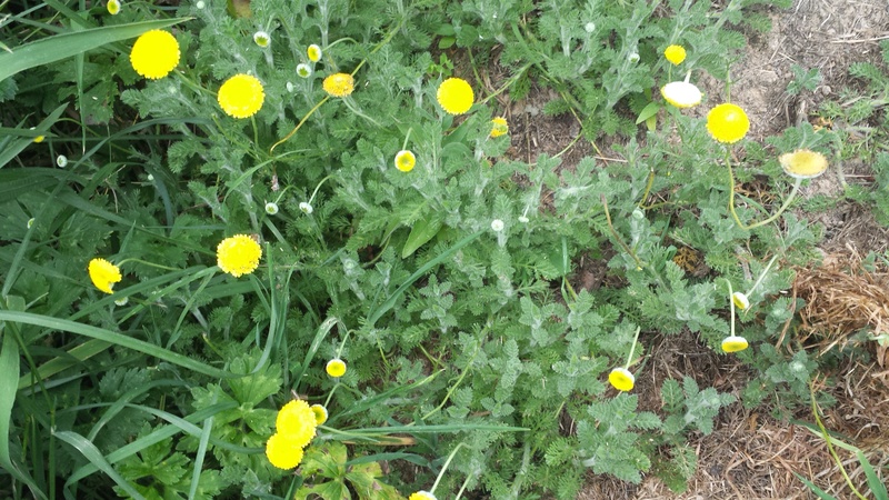 ces quelques fleurs de nos jardins - Page 4 20170611