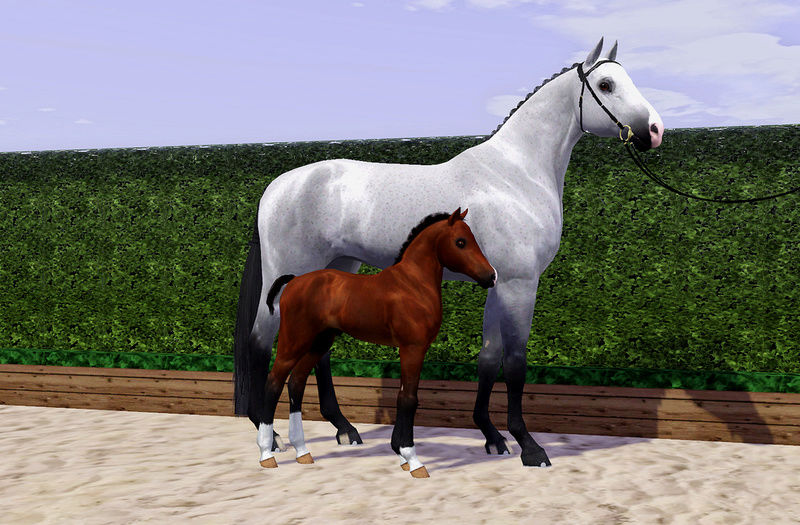 TS3 Horse Breed I / Etalons || Rendu Photos. Jivago11