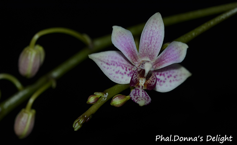 Phalaenopsis equestris x finleyi (Donna's Delight ) Dsc_0086