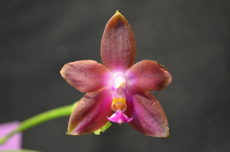 Phalaenopsis violacea x venosa (Penang Girl) 28061716