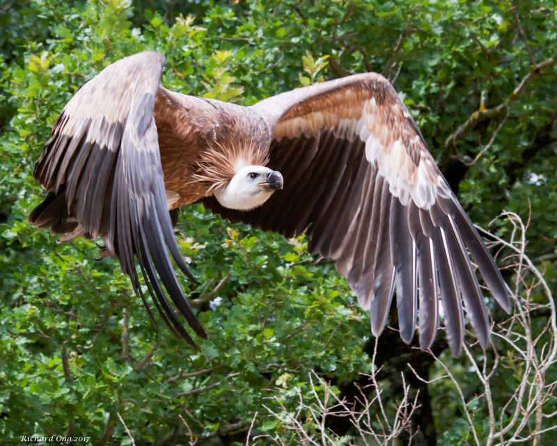 Rapaces de France ... Img_1610