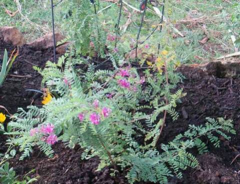 la magnifique Indigo arbuste Dureté dans le jardin et un dauerblüher