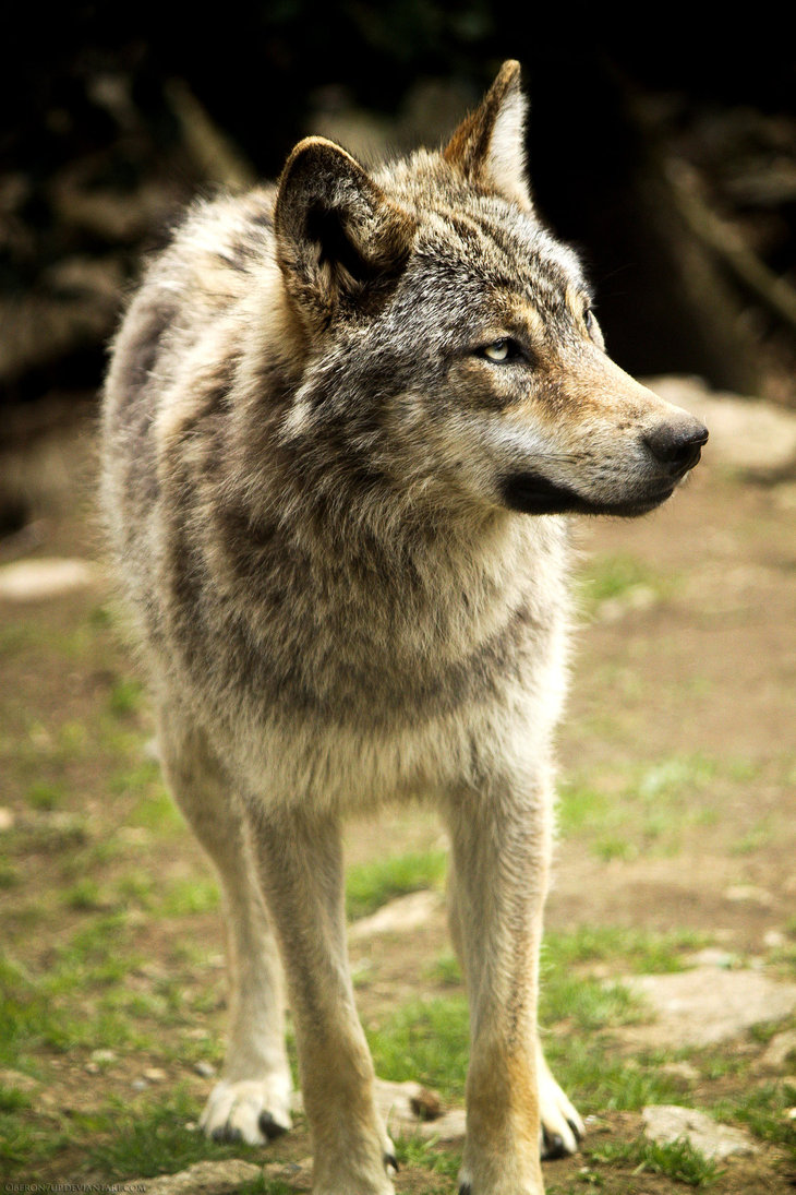 Photos loups Ambre10