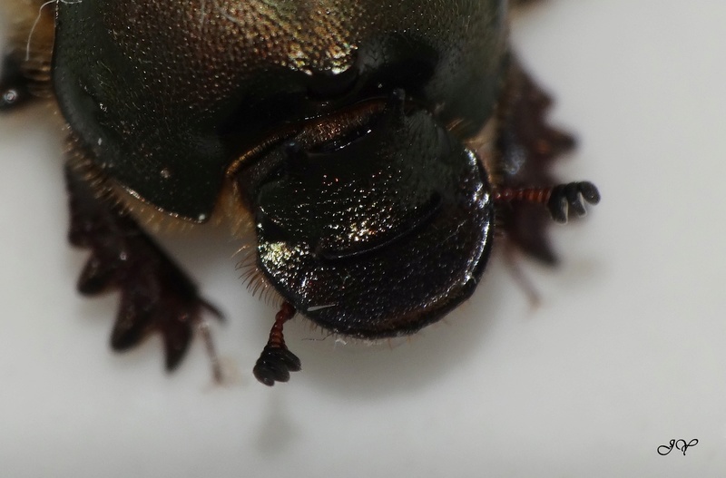 Onthophagus - Onthophagus. Caryne10