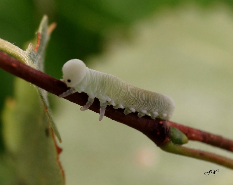 larve - Larve cimbicidae. Tenthh10