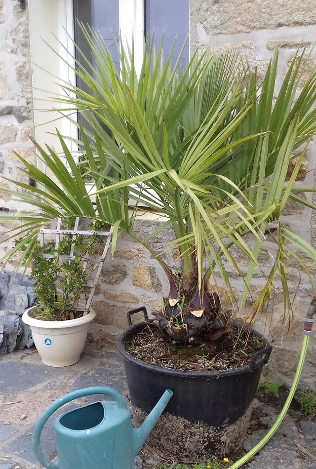 mon jardin au tregor 20170711