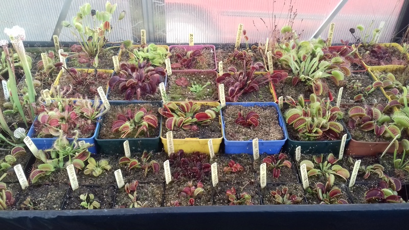 petite collection de dionaea 20170914