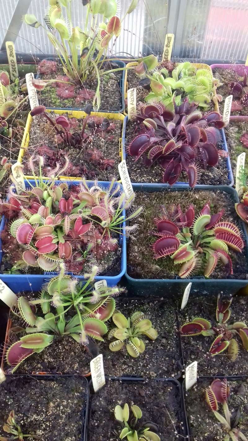 petite collection de dionaea 20170917