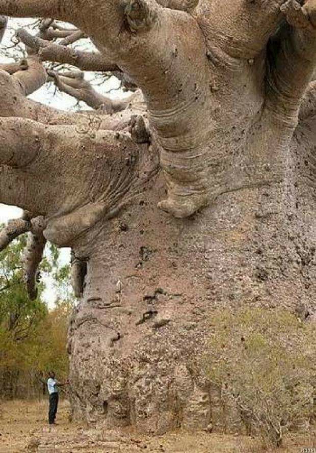 Des arbres qui ne laissent pas indifférents... - Page 10 20258310