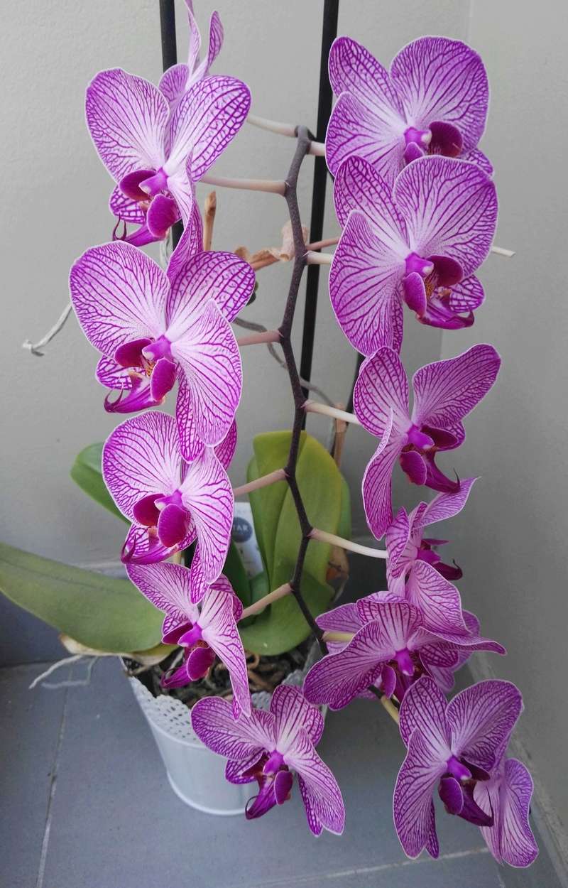 ORCHIDEE Img_2149