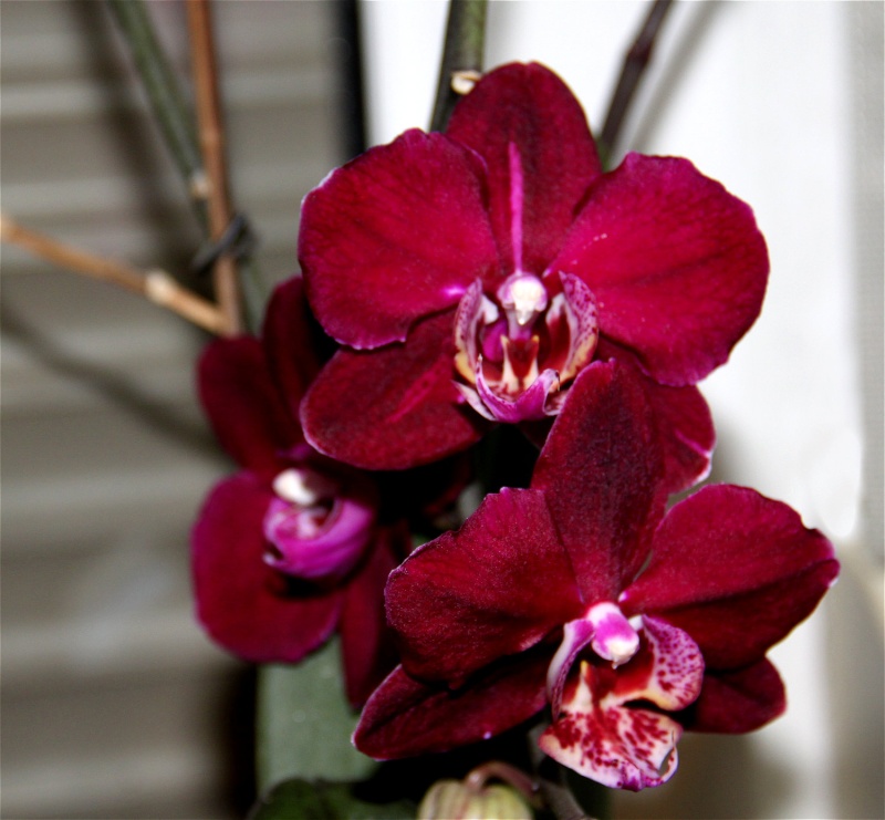 Orchideen 2011 - 2015 Teil 1 - Seite 25 Febr10