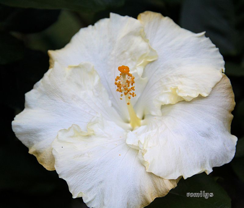 Hibiscus - alle Arten, Zuchtformen ... Erfahrungsberichte, Aussaat und selbstverständlich Bilder :) - Seite 7 Florid10