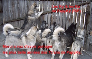 Au revoir. Husky_19