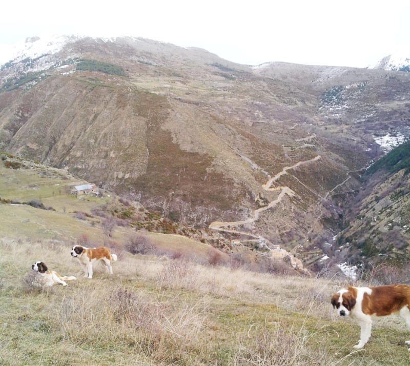 Nouvel élevage de st Bernard : des Alpages de la Croix - Page 6 Ballad17