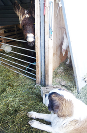 Nouvel élevage de st Bernard : des Alpages de la Croix - Page 6 Biquet11