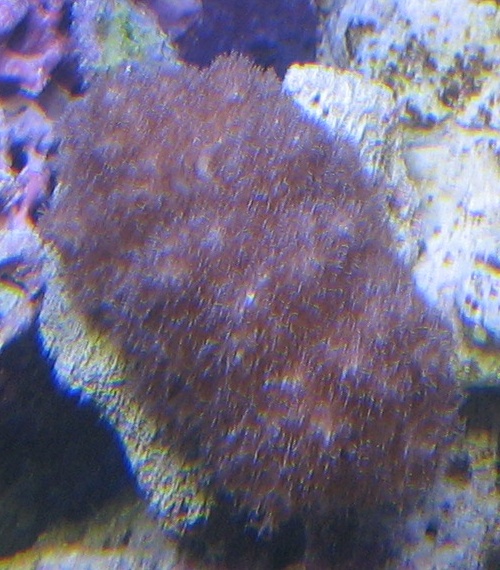Aide pour identification corail mou  Boutur11