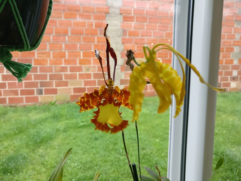 psychopsis mariposa Img_2055