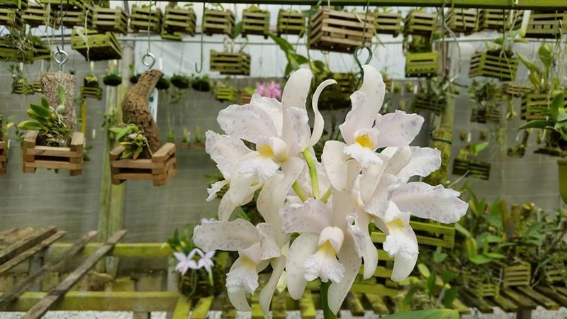 Photos d'orchidées inédites   - Page 9 21371210
