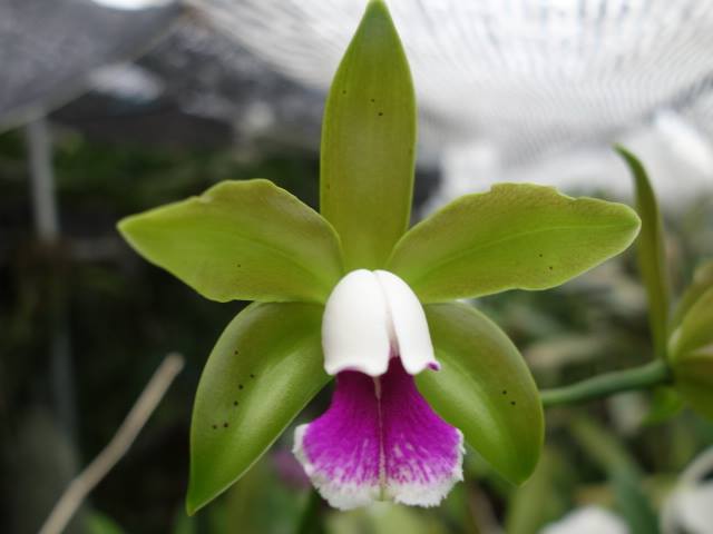 Cattleya tenuis verde ( Green color )  21768010