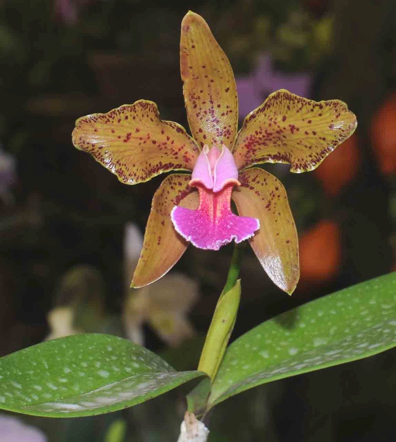 Cattleya granulosa Cat_gr15