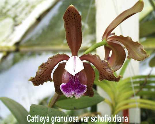 Cattleya granulosa Cattgr10