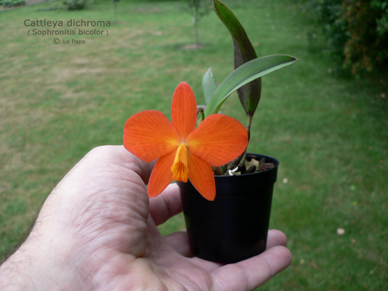 Cattleya ( Sophronitis bicolor ) dichroma  Cattle30