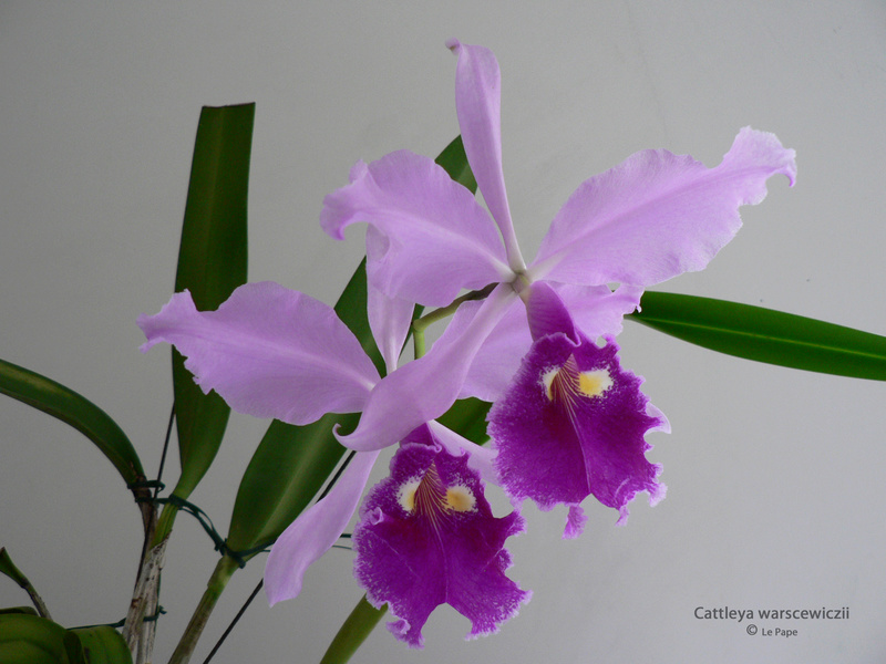 Cattleya warscewiczii  Cattle43