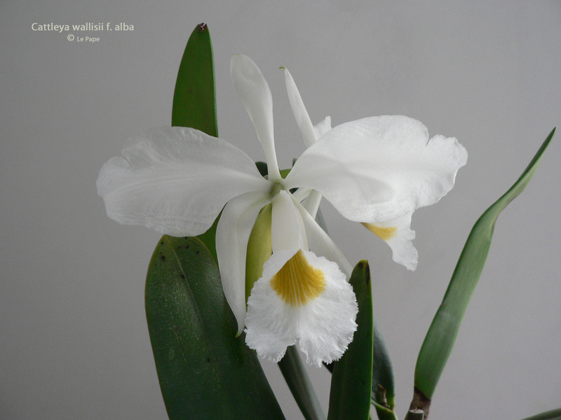 Cattleya wallisii (eldorado) f. alba  Cattle47