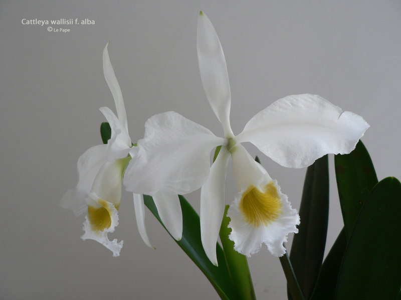 Cattleya wallisii ( eldorado ) f. alba  Cattle60