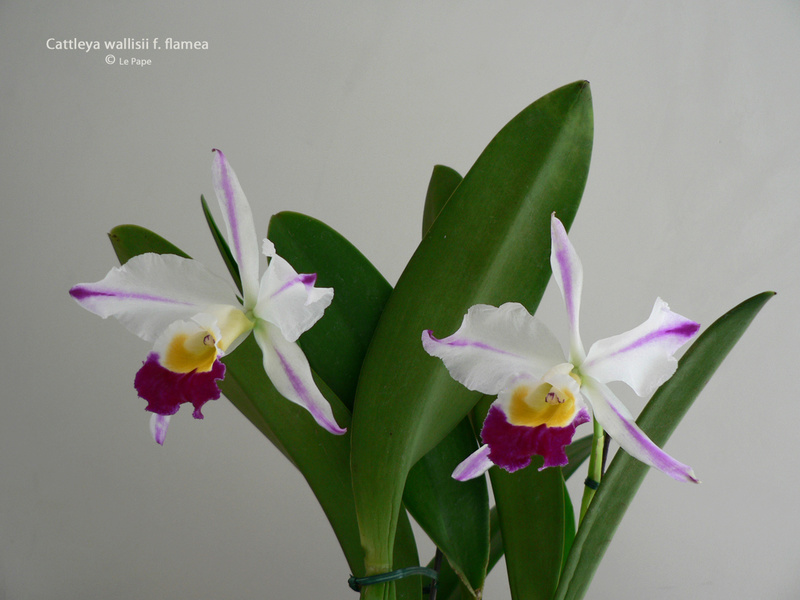 Cattleya wallisii ( eldorado ) f. flamea Cattle66