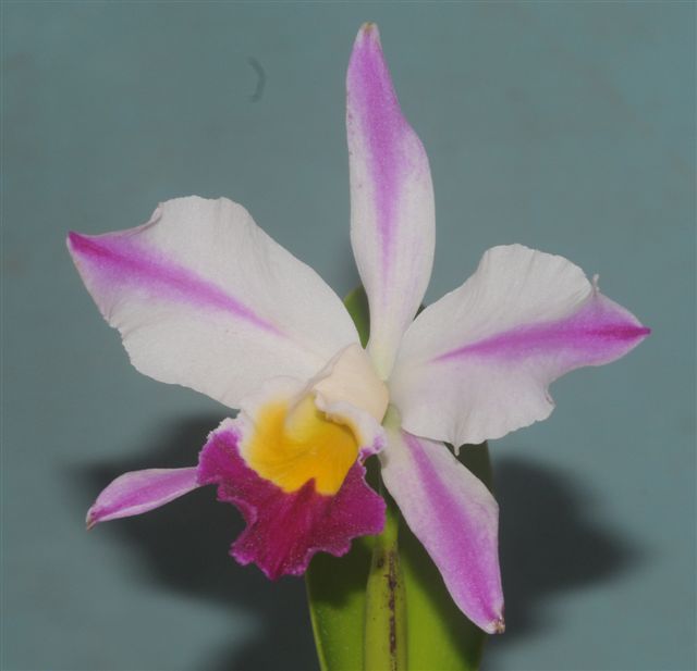 Cattleya wallisii ( eldorado ) f. flamea Cattle70