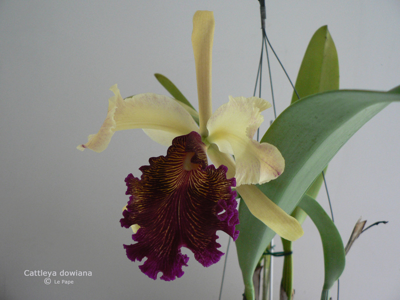 Cattleya dowiana  Cattle84