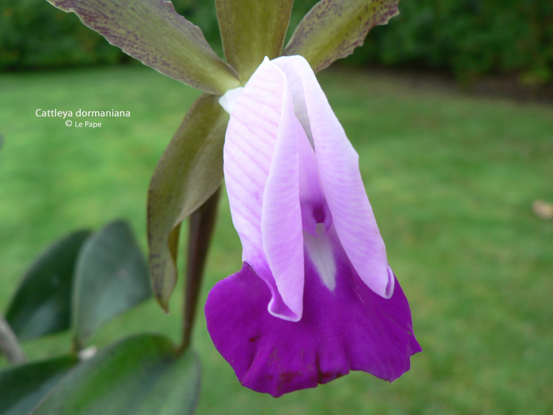 Cattleya dormaniana  Cattle93