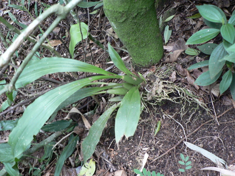 Pabstia jugosa P1200613