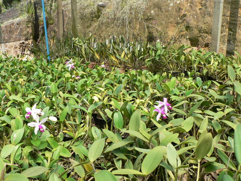 Cattleya violacea f. flamea P1200915