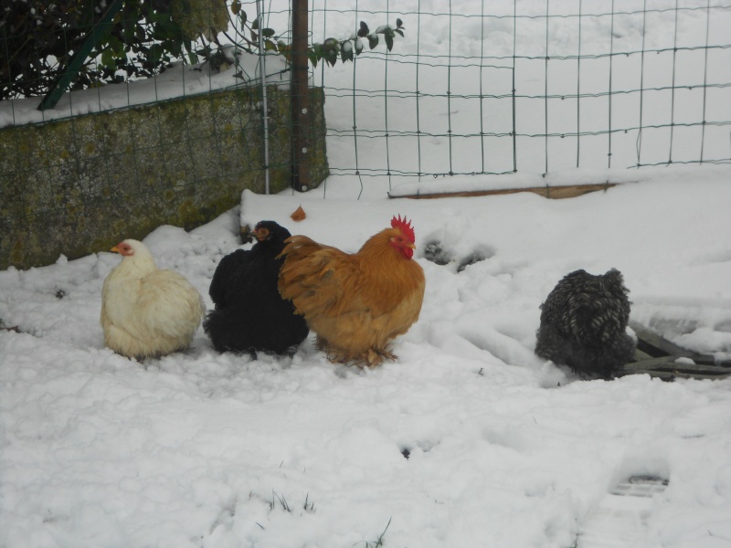 la neige et les poules Dscn0812