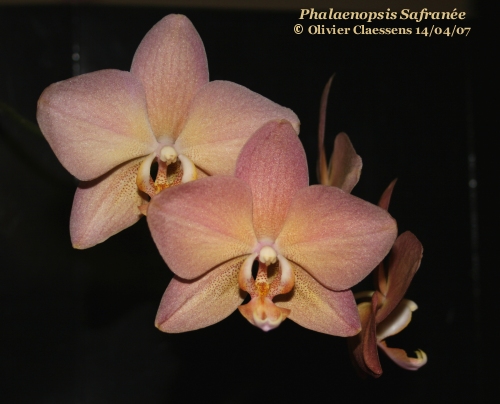 Phalaenopsis hybride Phal_s11